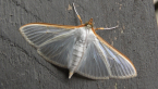 Jasmine Moth