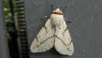 Dark-spotted Tiger Moth