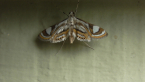 Crambid Moth