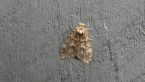 Erebidae Moth