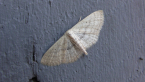 Geometrid Moth