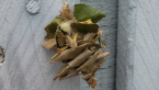 Leaf Case Moth Larva