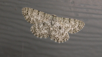Geometrid Moth
