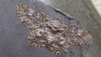 Geometrid Moth