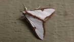 Crambid Moth