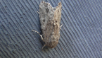 Lawn Armyworm