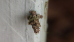 Log Cabin Case Moth