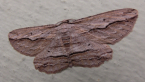 Geometrid Moth