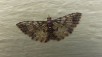 Many-plumed Moth