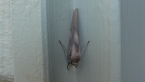 Wedge Footman
