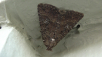 Noctuid Moth