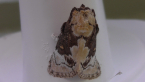 Macadamia Cup Moth