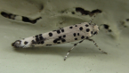 Yponomeutidae Moth