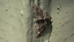 Male Apple Looper