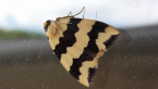 Erebidae Moth