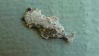 Flat-bodied Moth