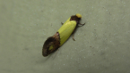 Tineidae Moth