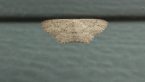 Geometrid Moth