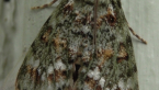 Pyralidae Moth