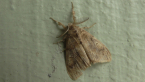 Painted Pine Moth