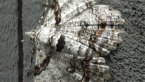Cleora Looper Moth