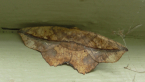 Geometrid Moth