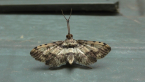 Crambid Moth