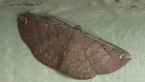 Geometrid Moth