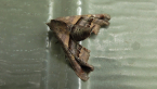 Barred Euteliid