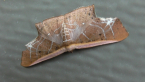 Geometrid Moth