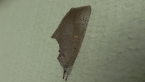 Plain Speckled Owlet Moth