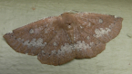 Geometrid Moth