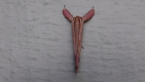 Unidentified
