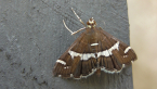 Beet Webworm