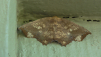 Geometrid Moth