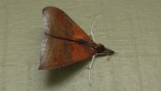 Erebidae Moth