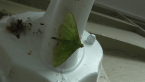 Crambid Moth