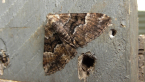 Buff-tinted Geometrid