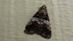 Snout Moth