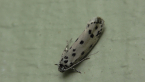 Depressariidae Moth
