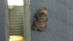 Leaf Roller Moth