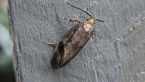 Oecophoridae Moth