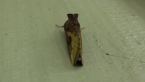 Soybean Looper