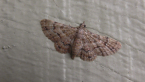 Geometrid Moth