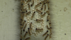 Newly Hatched  Caterpillars