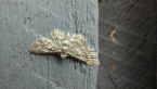 Geometrid Moth