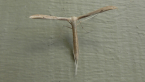 Dowdy Plume Moth