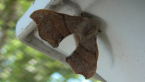 Lewin's Bag Shelter Moth