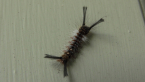 Tussock Moth Caterpillar
