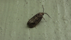 Oecophoridae Moth